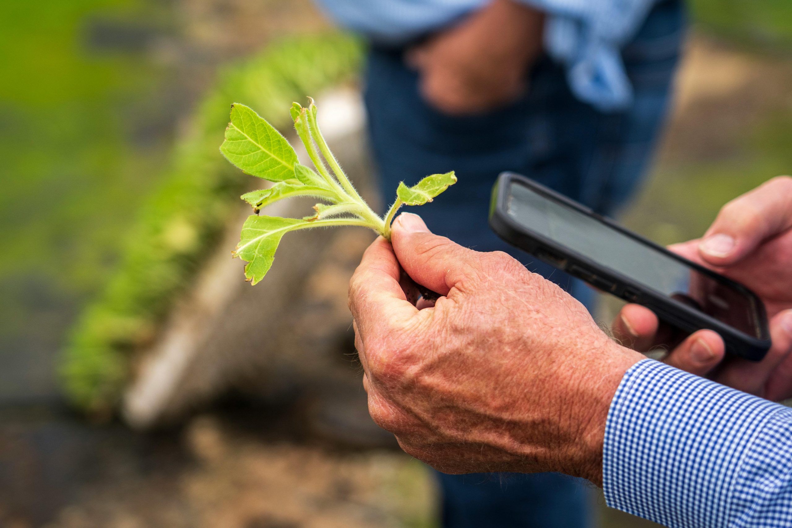pexels nc farm bureau mark 16678079